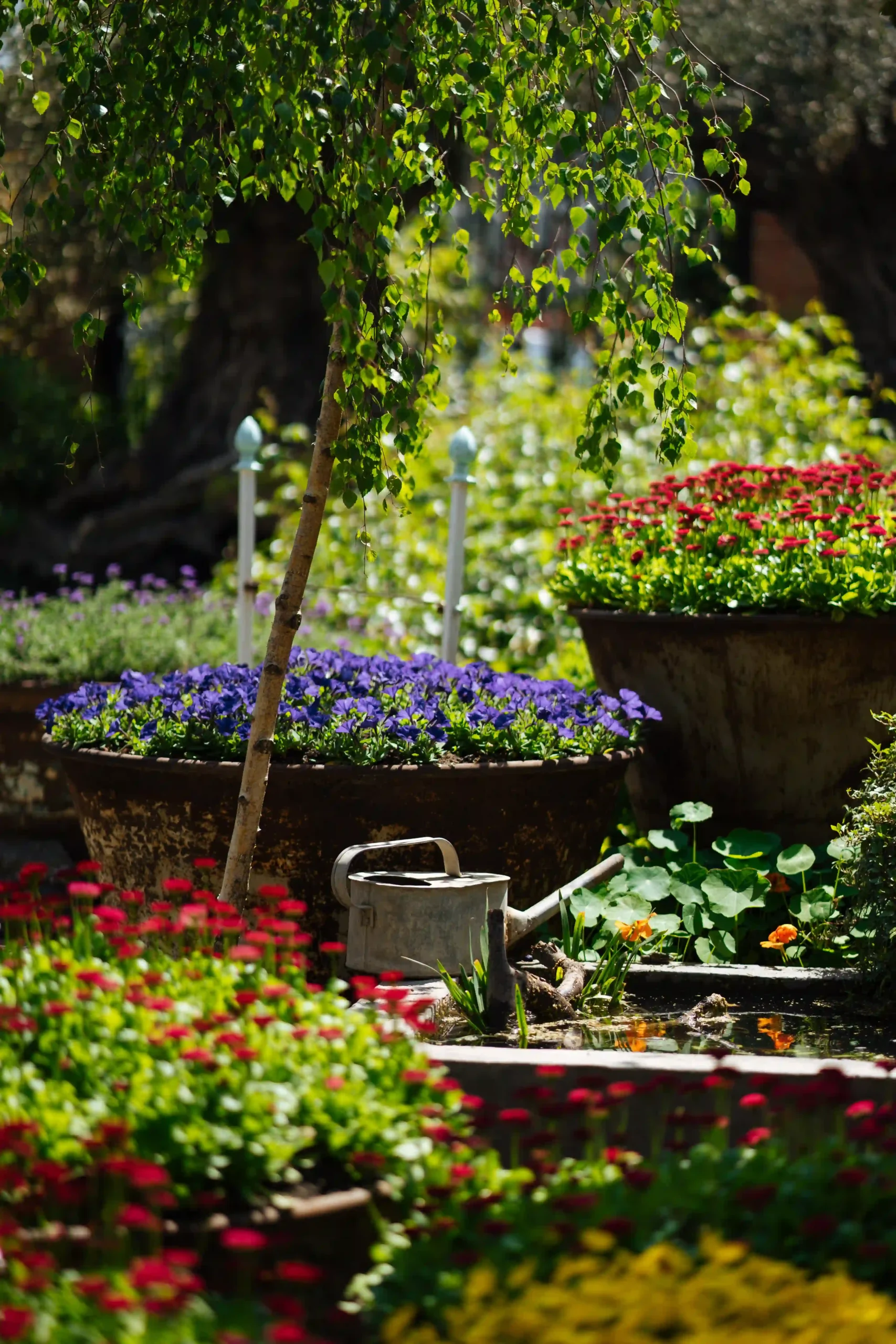 garden-with-multicolor-flowers-2025-04-03-16-03-42-utc